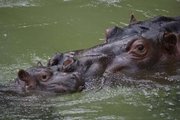 Hippo Point Kisumu 3 Hours