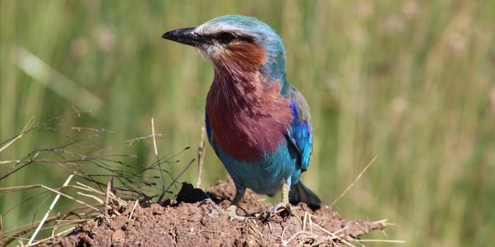 Birdwatching Safari Kenya 10 Facts to Know