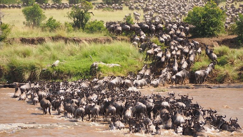 4 Days The Great Wildlife Migration