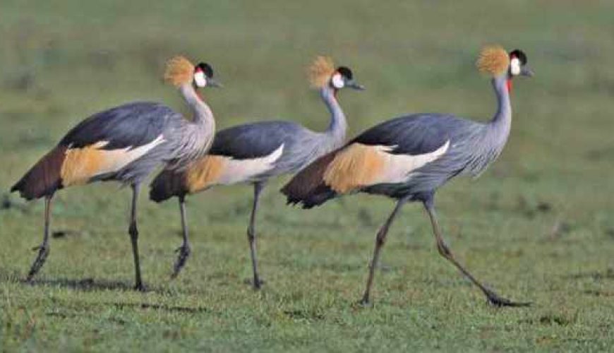 10 Places for Birding in Nairobi, Kenya