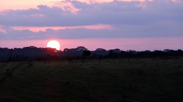 Birds of Bombo Lumene Game Reserve