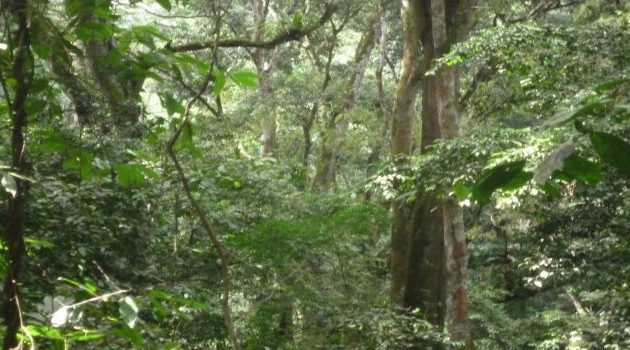 Birds of Mont Hoyo Forest Reserve