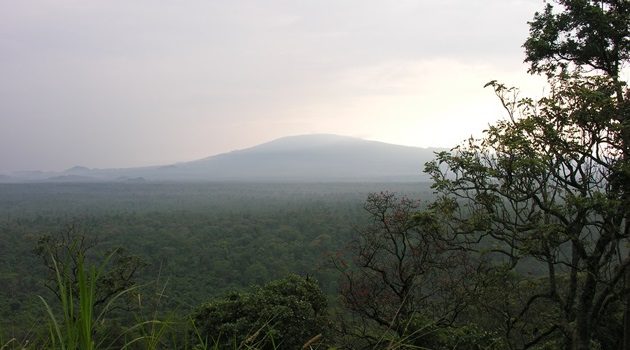 Birds of Virunga National Park