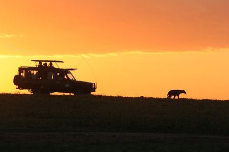 Kenya Safaris