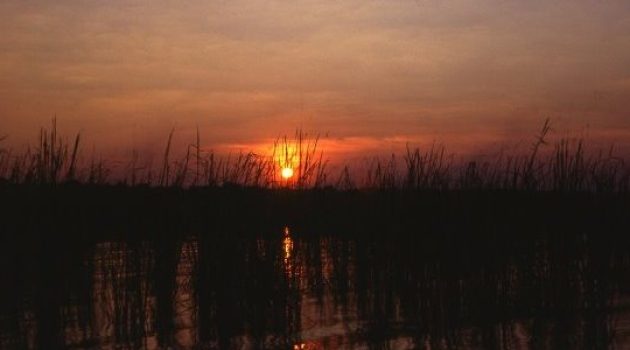 Birds of Lake Lufira