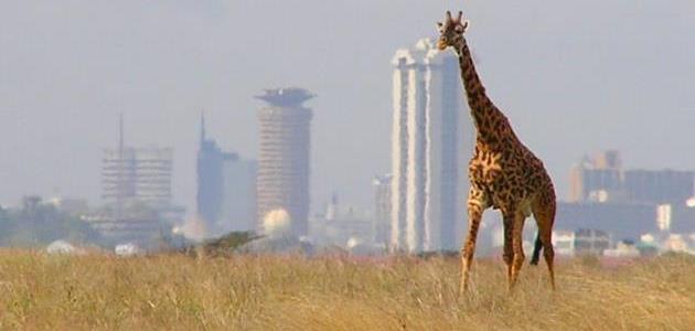 Nairobi National Park Excursion