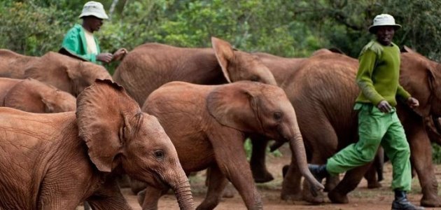 Nairobi Elephant Orphanage Tour