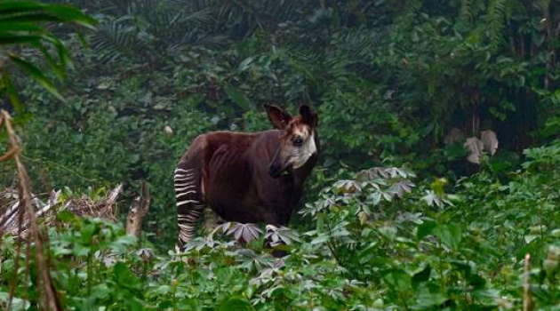 Okapi Faunal Reserve