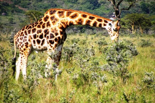 Kenya Luxury Safari Conservation