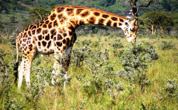 Kenya Luxury Safaris & Conservation
