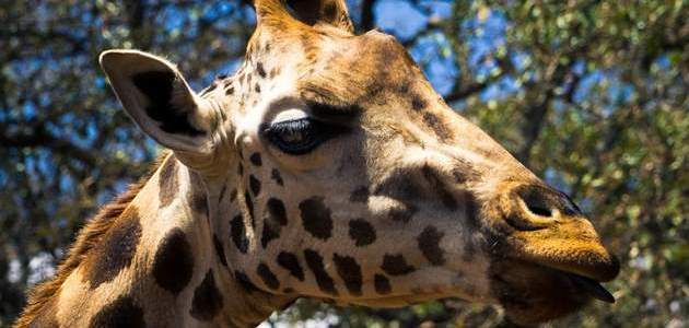 Nairobi Giraffe Center Tour