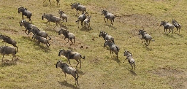 Top 10 Wildebeest Migration Safari Tips